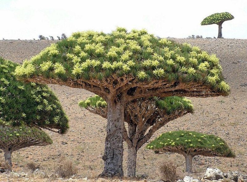 La increíble isla de Socotra