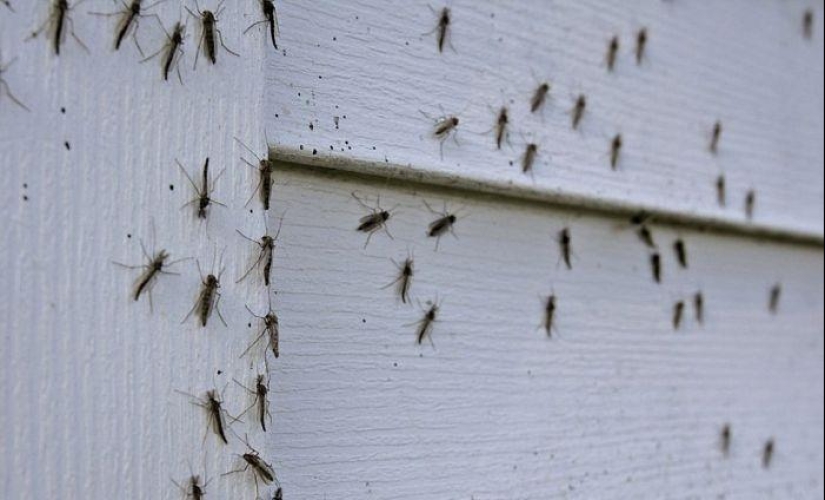 La invasión de mosquitos en Wisconsin