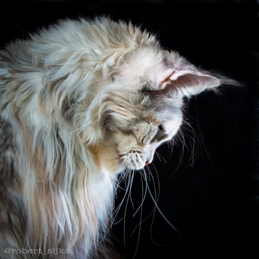 La magia de la belleza mankulov, el más grande de los gatos