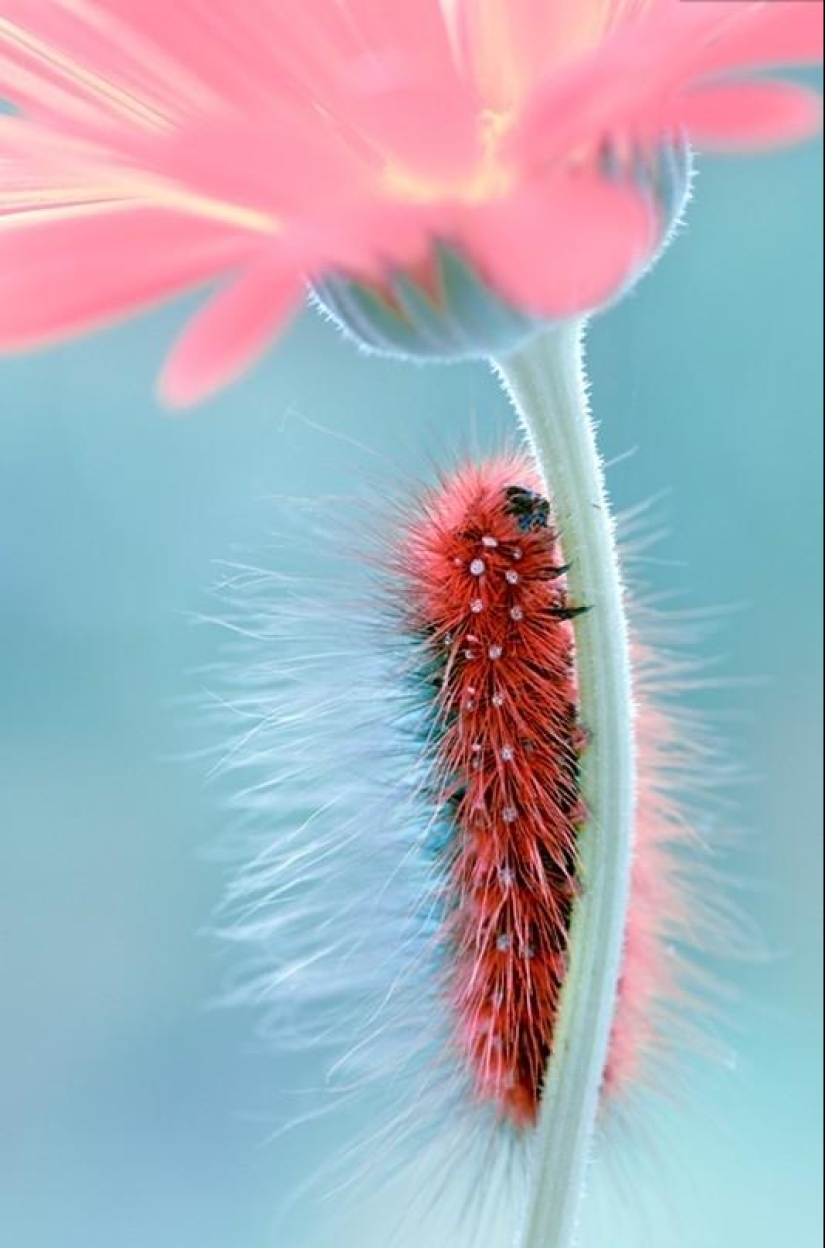 La magia de la fotografía macro por Magdalena Vasicek