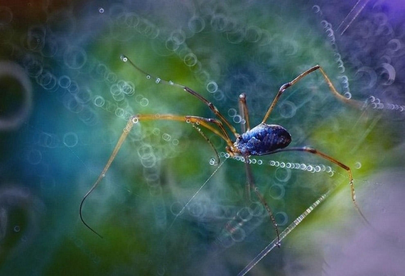 La magia de la fotografía macro por Magdalena Vasicek