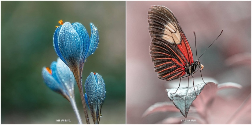 La magia de la macrofotografía: hermosas flores y los insectos en la lente de Kyle van Bavel