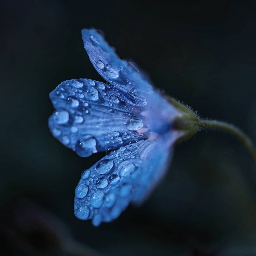 La magia de la macrofotografía: hermosas flores y los insectos en la lente de Kyle van Bavel