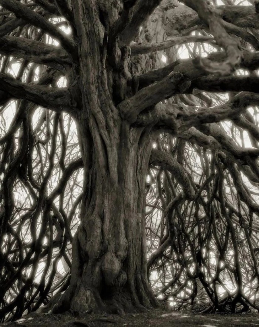 La mujer pasó 14 años en la búsqueda de antiguos árboles. Y no es de extrañar!