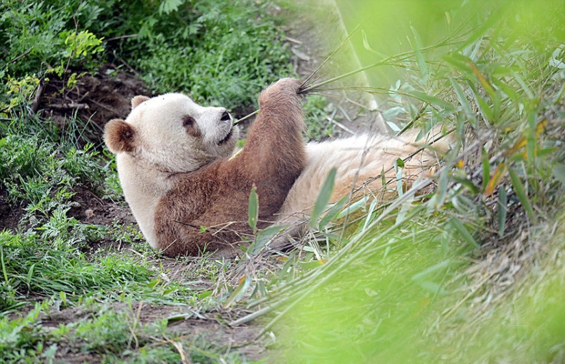La única panda marrón del mundo que fue abandonada por su madre finalmente ha encontrado su felicidad