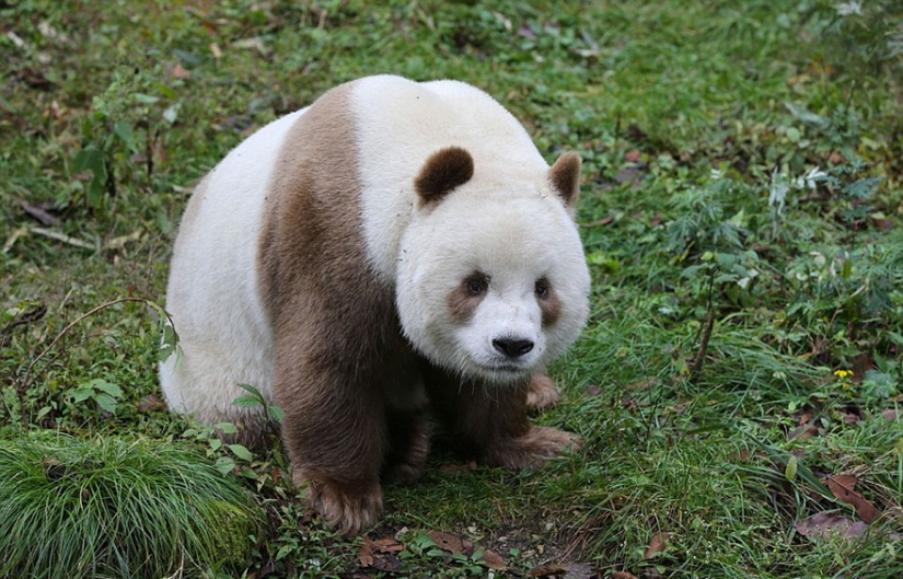 La única panda marrón del mundo que fue abandonada por su madre finalmente ha encontrado su felicidad