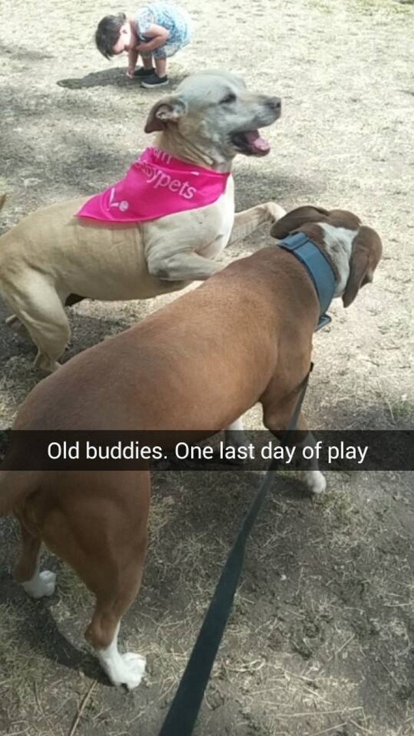 La niña organizó un día de despedida para su amado perro gravemente enfermo antes de la eutanasia