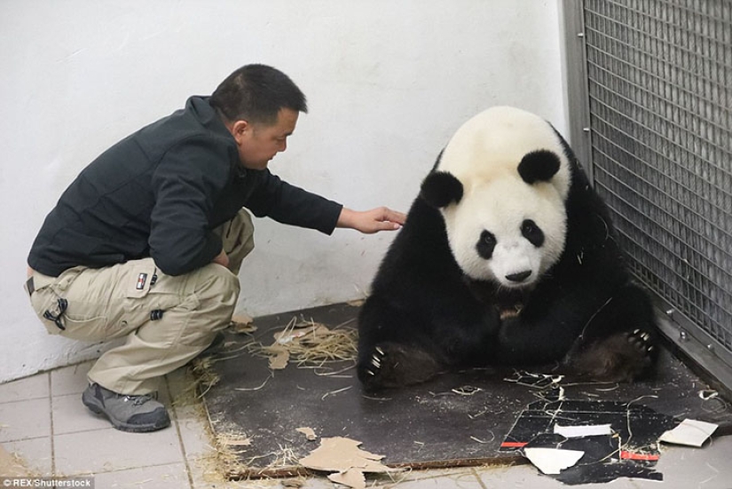 La panda Hao Hao dio a luz a un pequeño cachorro en un zoológico belga