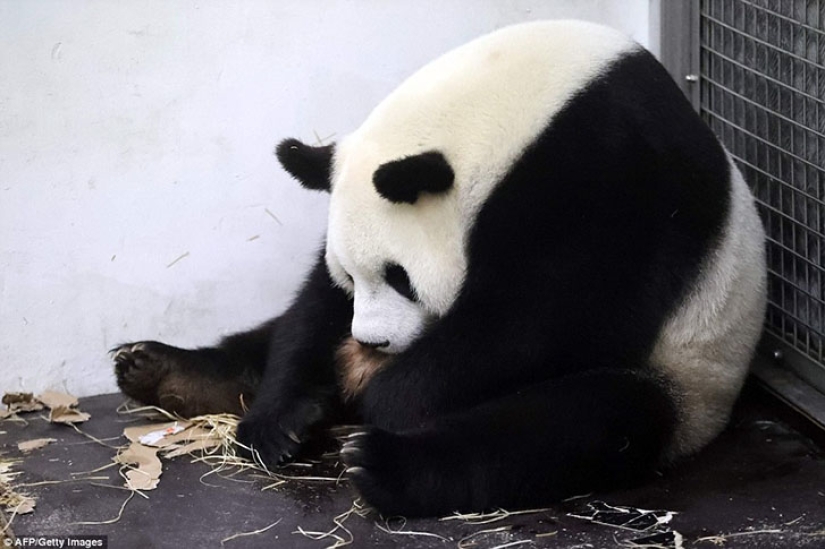 La panda Hao Hao dio a luz a un pequeño cachorro en un zoológico belga
