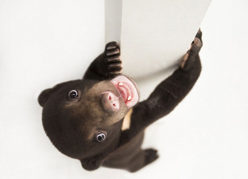 La primera sesión de fotos del oso más lindo del mundo