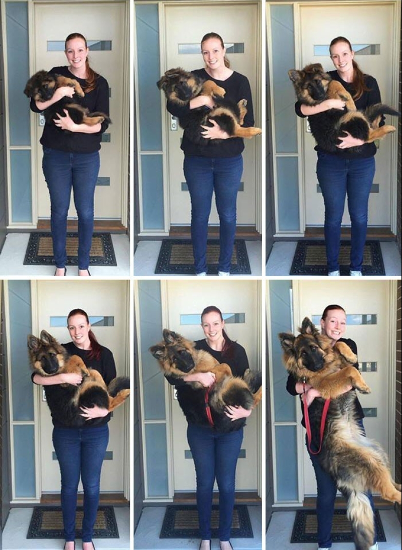 La rapidez con que crecen: 30 fotos con los perros en el estilo de "entonces y ahora"