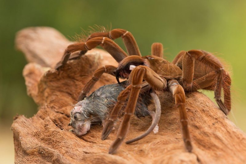 La tarántula Goliat, la araña más grande del planeta
