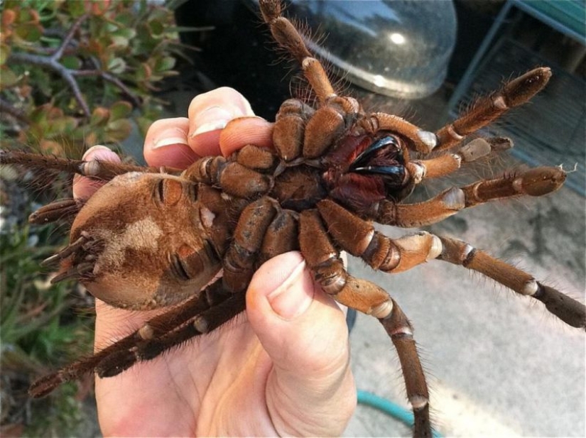 La tarántula Goliat, la araña más grande del planeta