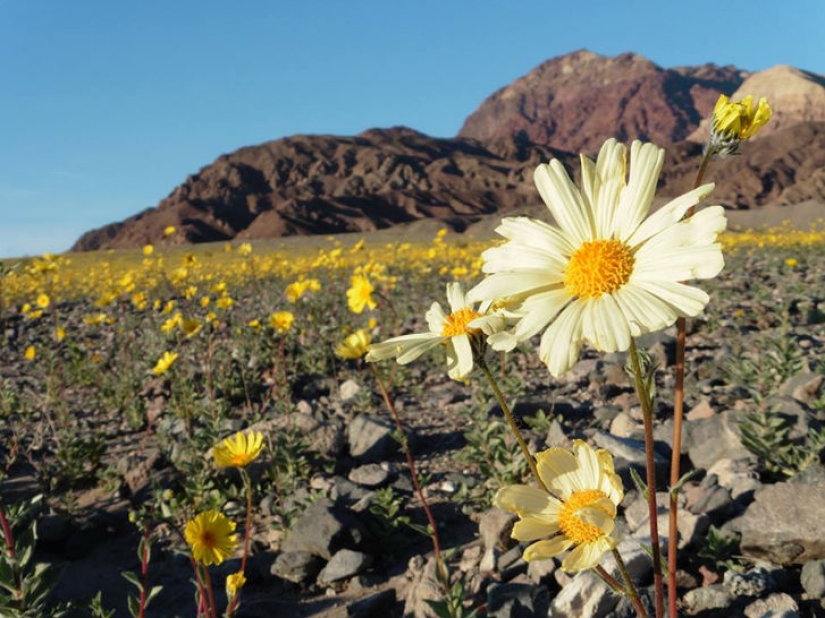 La vida amaneció en el Valle de la Muerte: el desierto se cubrió de colores brillantes