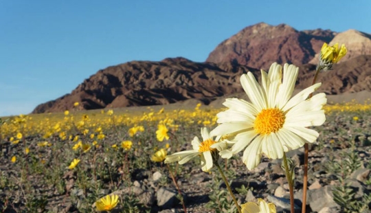 La vida amaneció en el Valle de la Muerte: el desierto se cubrió de colores brillantes