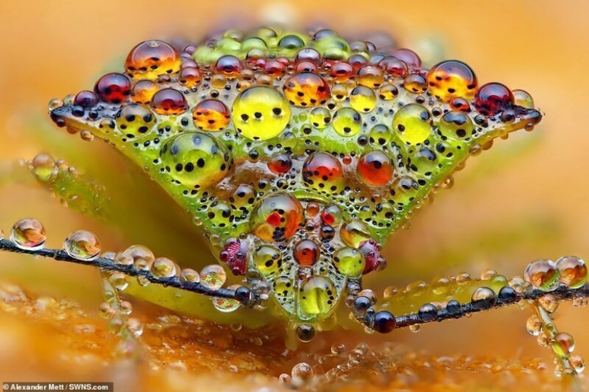La vida de los insectos: increíble fotografía macro por Alexander Mette