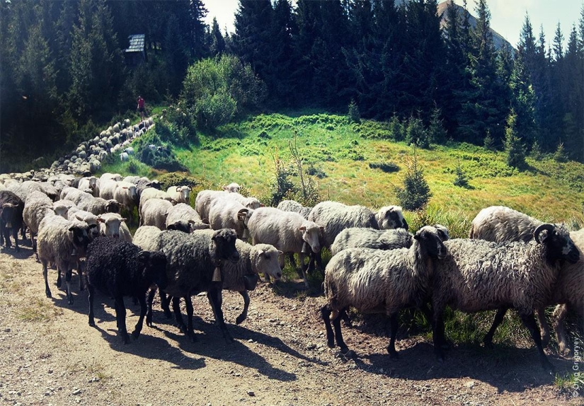 La vida de los pastores en el prado.