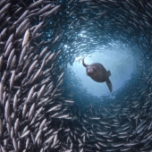 La vida en el océano - fotografía submarina de David Fleetham
