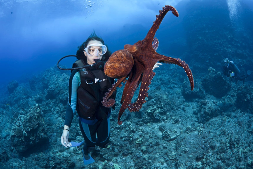 La vida en el océano - fotografía submarina de David Fleetham