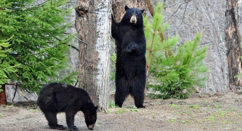 La vida humanizada de la familia de los osos negros.