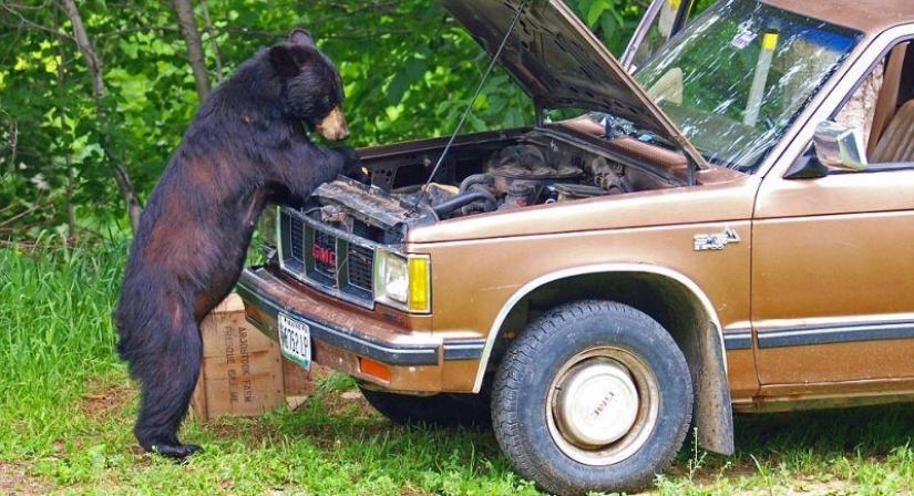 La vida humanizada de la familia de los osos negros.