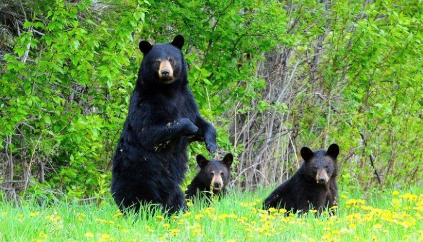 La vida humanizada de la familia de los osos negros.