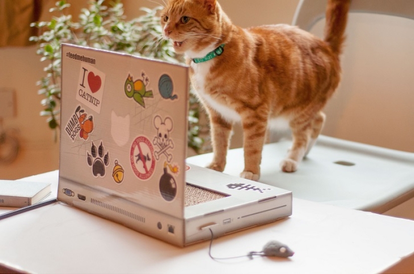 Laptop for cats - what you need