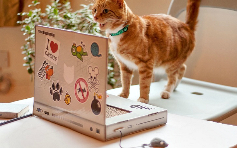 Laptop para gatos - lo que necesitas