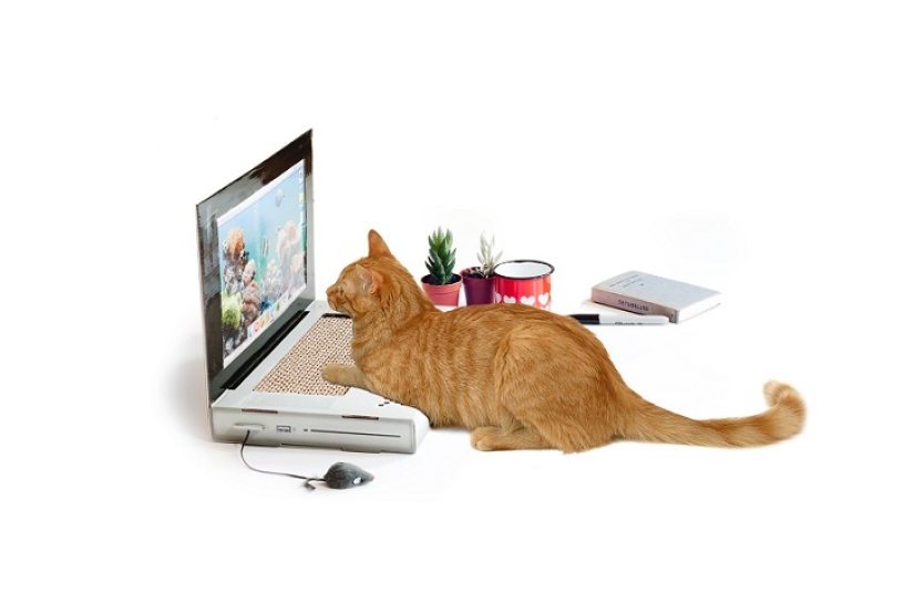 Laptop para gatos - lo que necesitas