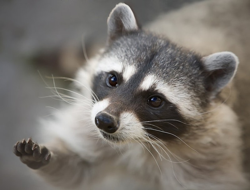 las 100 mejores fotos de Mapaches de todos los tiempos