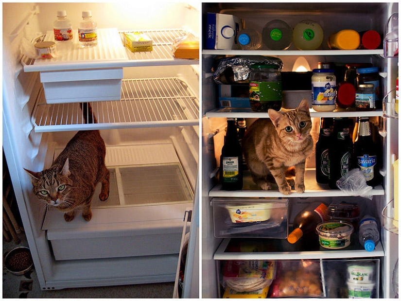 Las 3 mejores historias fotográficas de refrigeradores