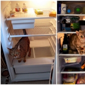 Las 3 mejores historias fotográficas de refrigeradores