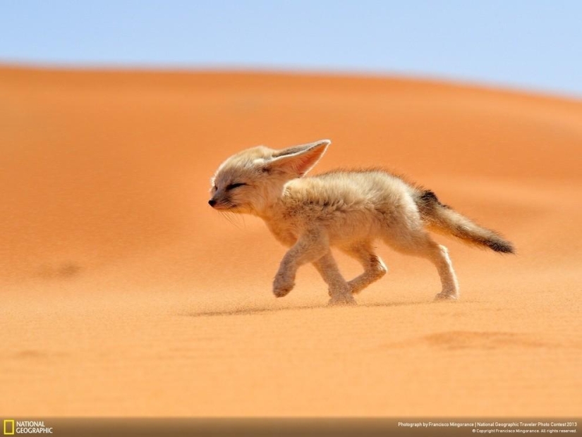 Las 35 mejores fotos de animales en el concurso de fotografía de National Geographic Traveler