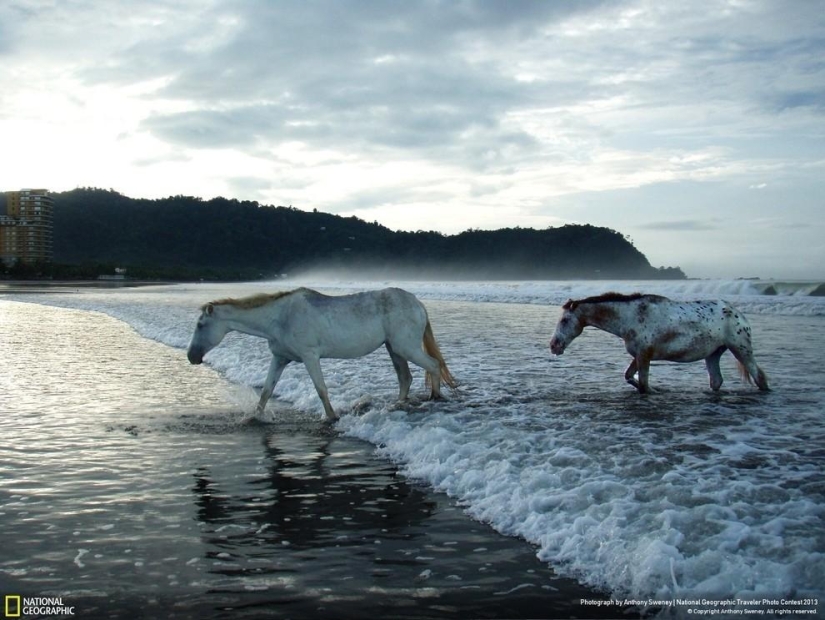 Las 35 mejores fotos de animales en el concurso de fotografía de National Geographic Traveler