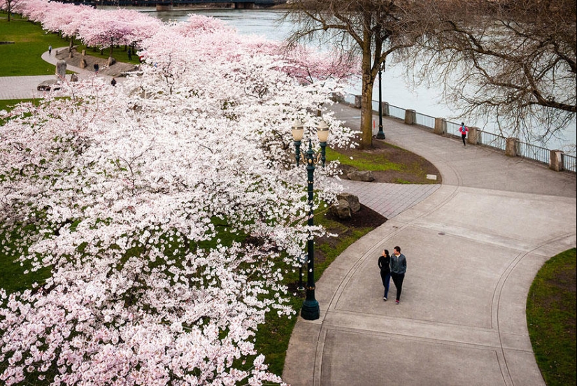 Las fotos más hermosas de los cerezos en flor de 2014
