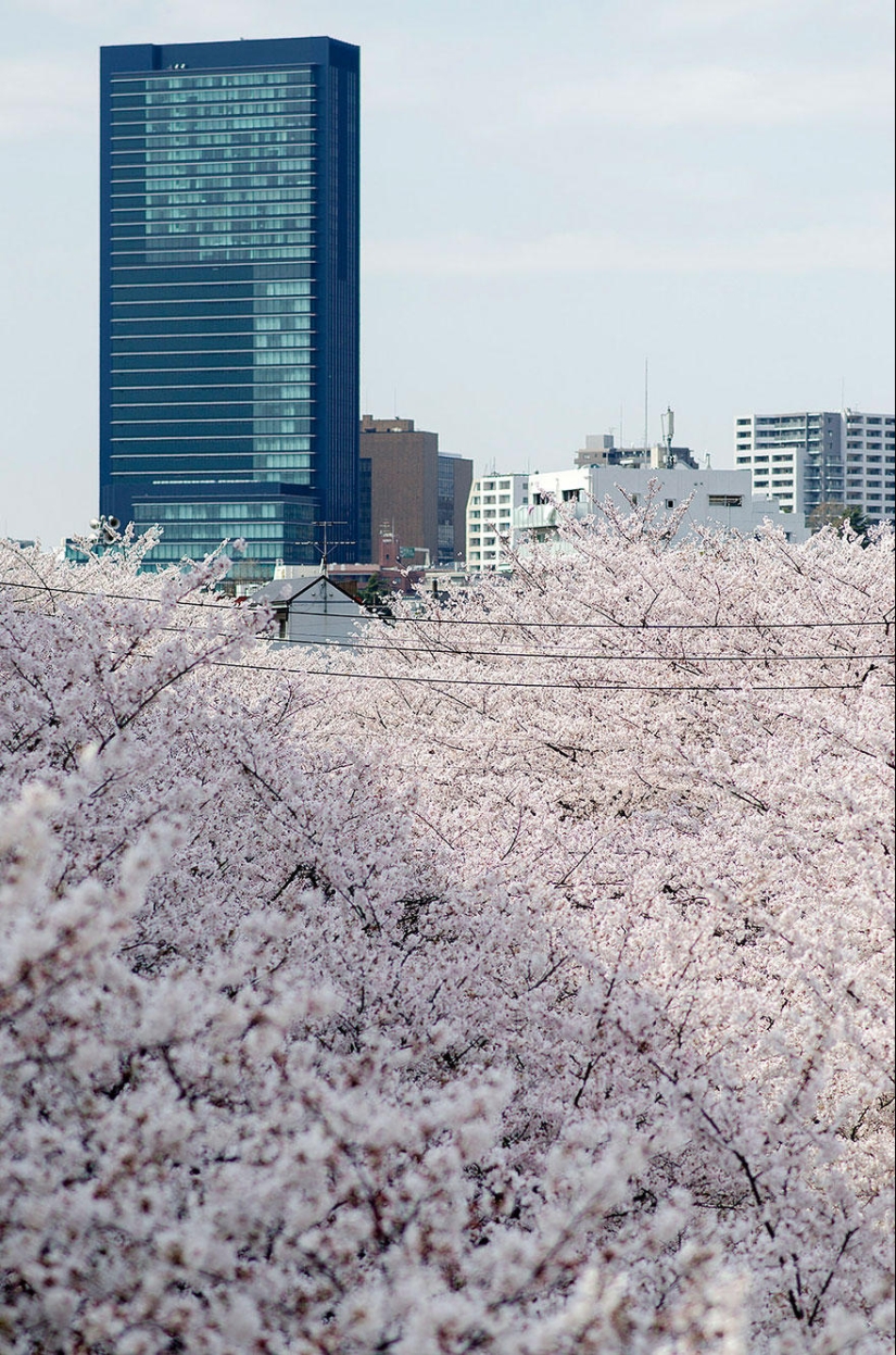 Las fotos más hermosas de los cerezos en flor de 2014