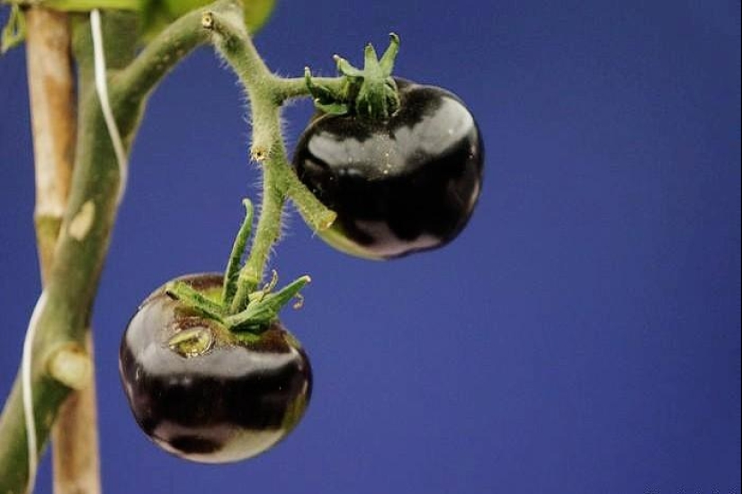 Las frutas y verduras más inusuales en los estantes.