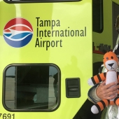 Las locas aventuras de un tigre olvidado en el aeropuerto de Tampa