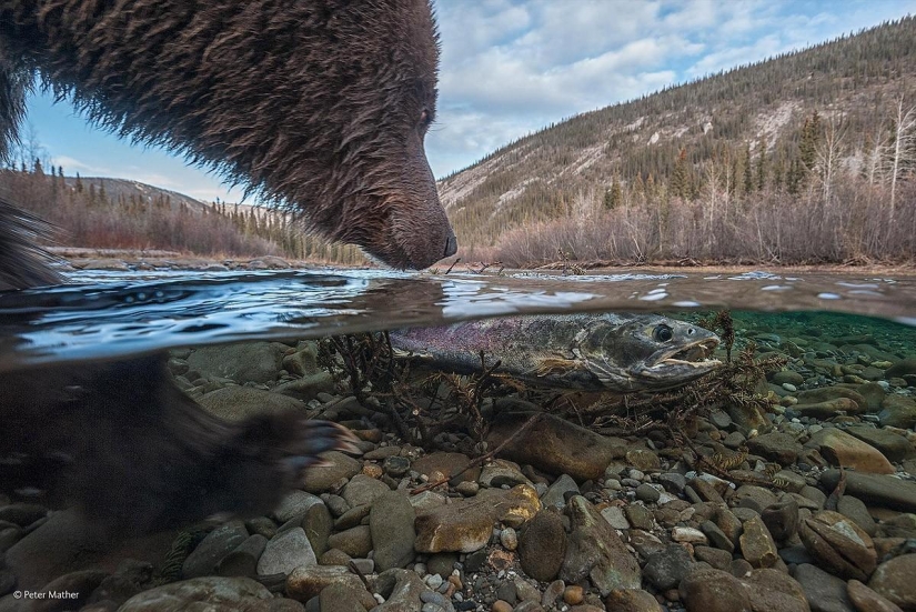 Las mejores fotos de vida salvaje de 2014