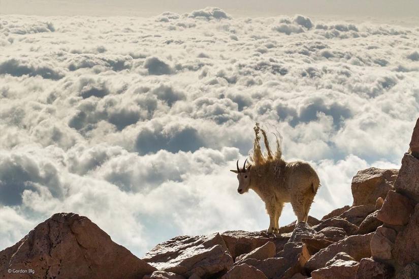 Las mejores fotos de vida salvaje de 2014