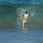 Las mejores tomas del año de National Geographic