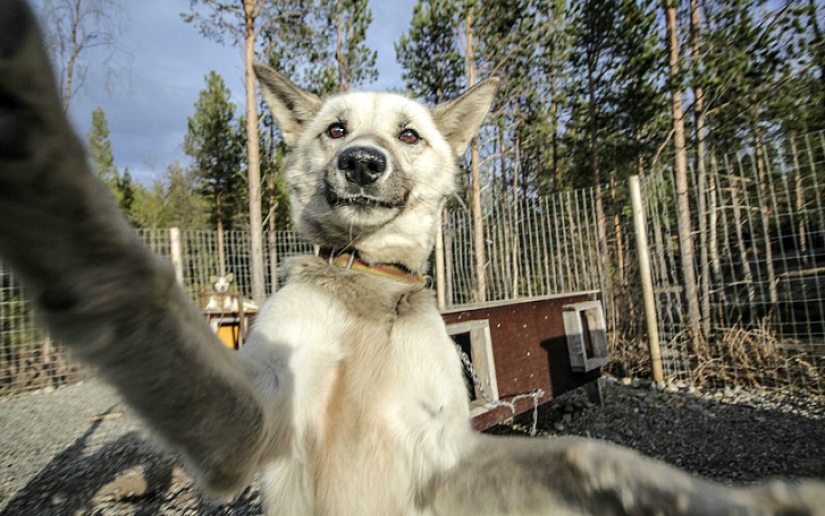 Las selfies de husky más lindas