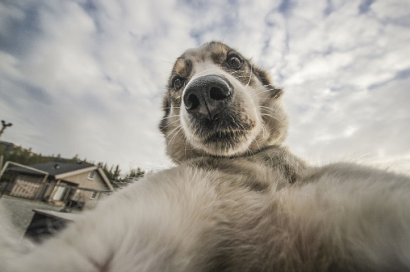 Las selfies de husky más lindas