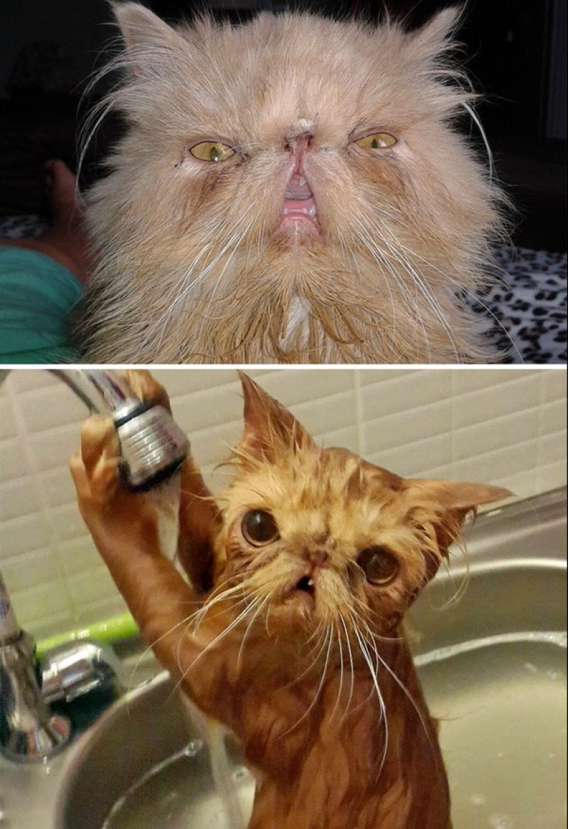 Lavados e insultados: 8 gatos que se bañaron