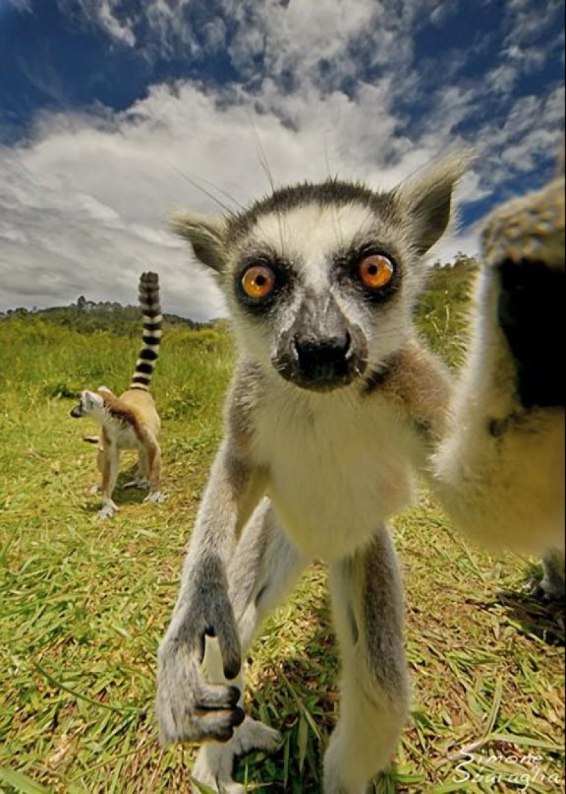 Lemur self-portraits