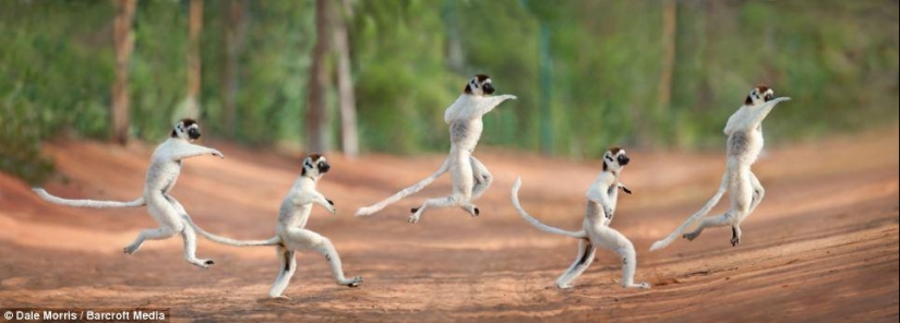 Lémures saltadores de Madagascar