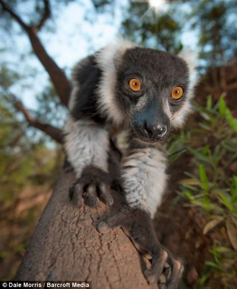 Lémures saltadores de Madagascar