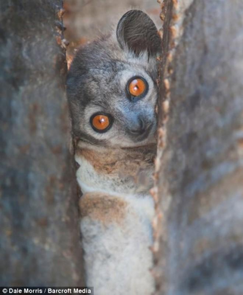 Lémures saltadores de Madagascar