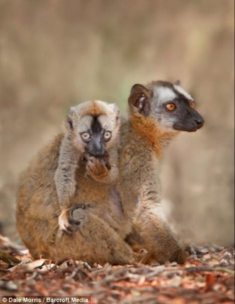 Lémures saltadores de Madagascar