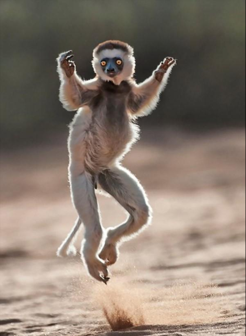 Lémures saltadores de Madagascar
